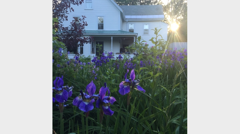 house from garden outside of house
