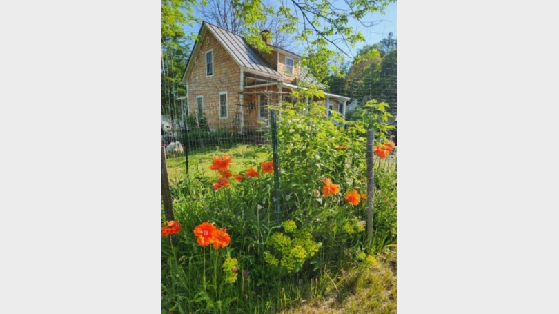 Poppies in my Garden at 12 Fairview Avenue Dartmouth Efficiency at Craftsman's Cottage Walk to Campus