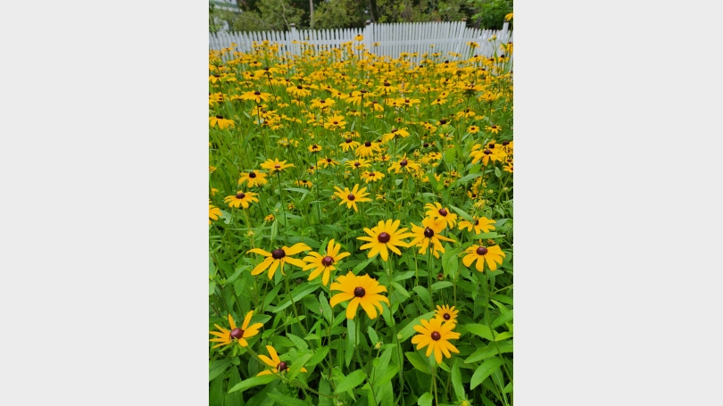 Everything's comin up Daisies