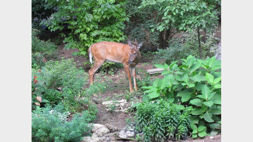 deer in the garden