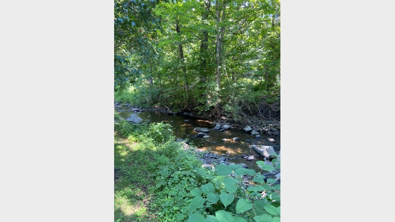 The brook