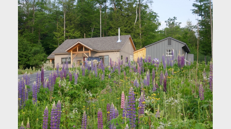 lupines in june outside2
